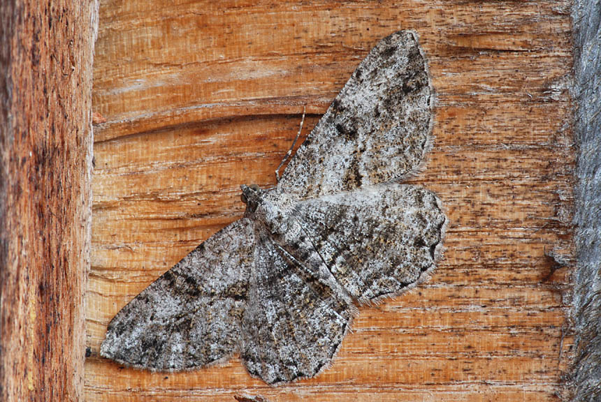 Peribatodes rhomboidaria